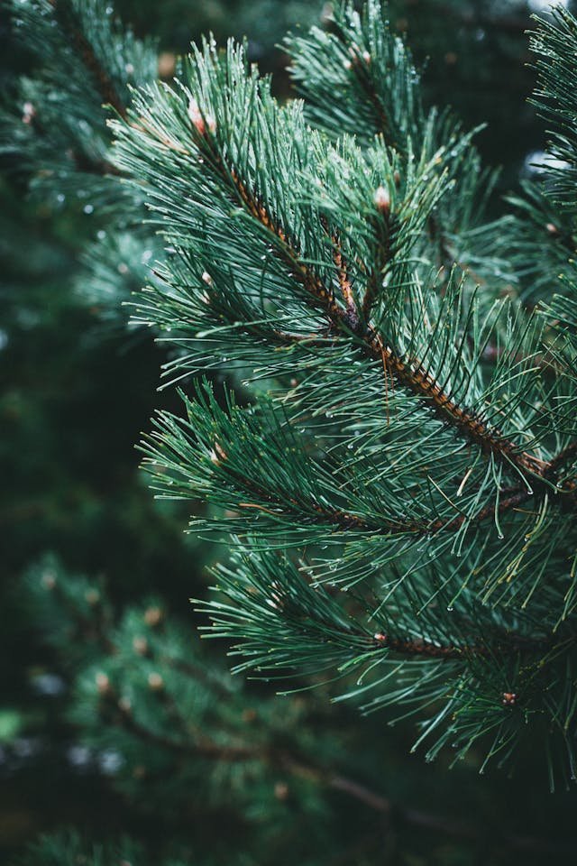 Pine Needle Tea