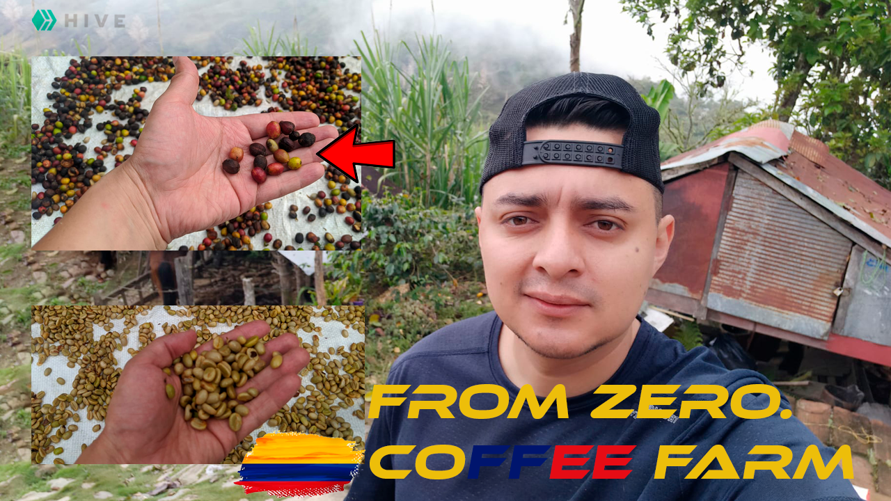 LEARNING A LITTLE BIT ABOUT THE COFFEE OF MY COUNTRY [Eng/Esp]