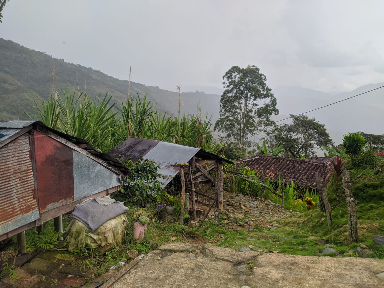 LEARNING A LITTLE BIT ABOUT THE COFFEE OF MY COUNTRY [Eng/Esp]