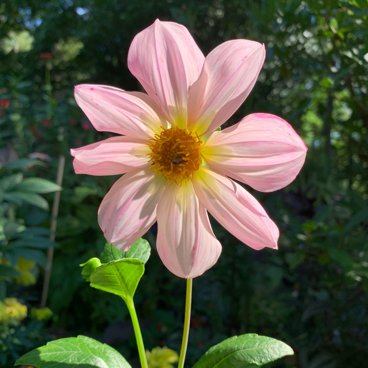 pink.jpg