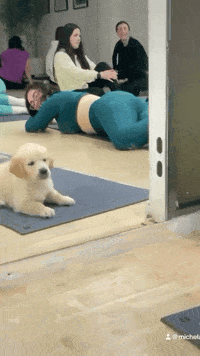 the other dog.gif