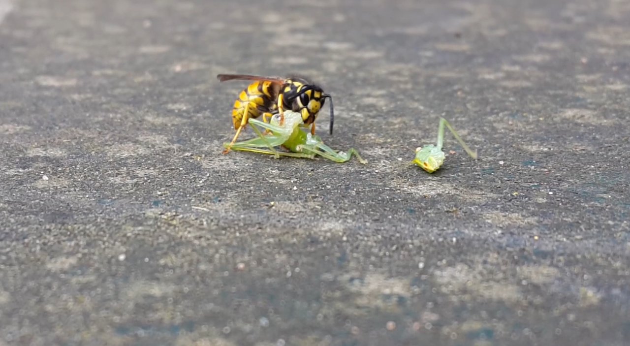 macro wasp.jpg