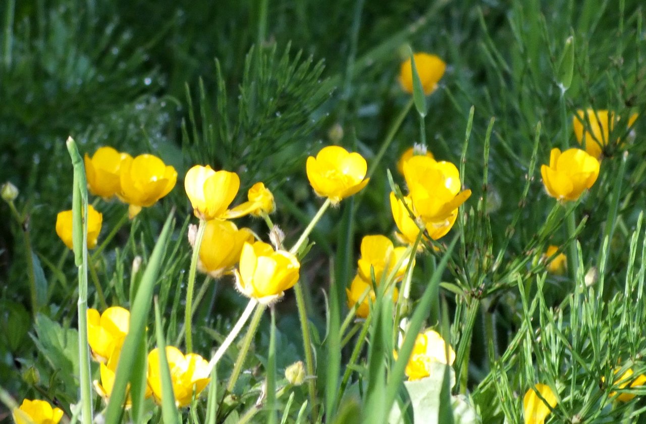 https://files.peakd.com/file/peakd-hive/denmarkguy/CWaYtgbh-0052-Buttercups.jpg