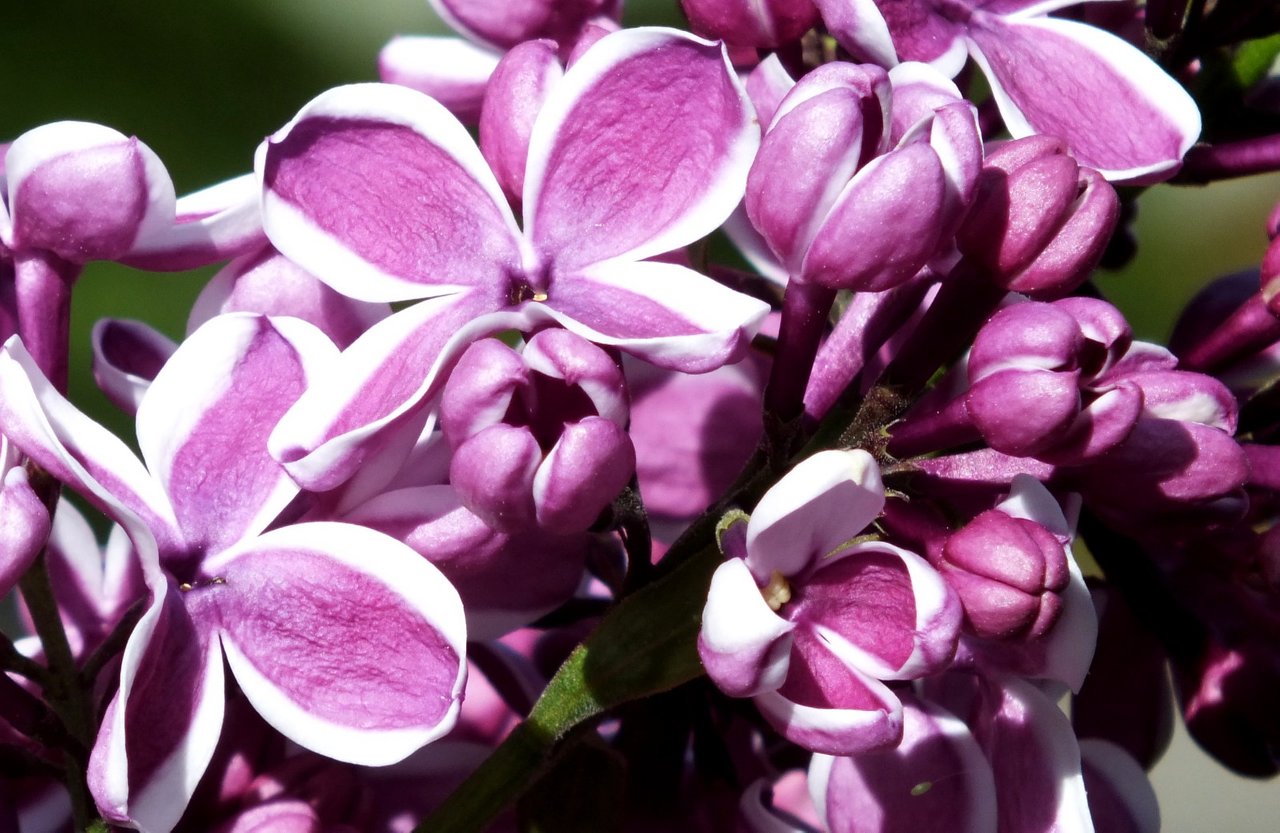 https://files.peakd.com/file/peakd-hive/denmarkguy/E5GKMPgO-0052-Lilacs.jpg