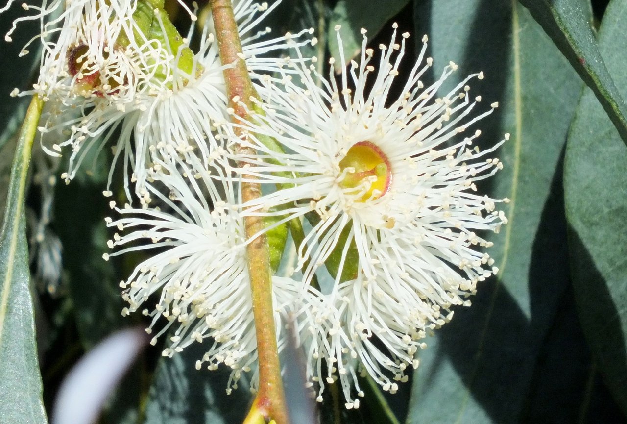 https://files.peakd.com/file/peakd-hive/denmarkguy/rgD6nTiK-0052-Eucalyptus.jpg