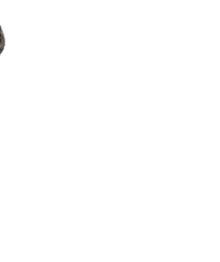 chris.gif
