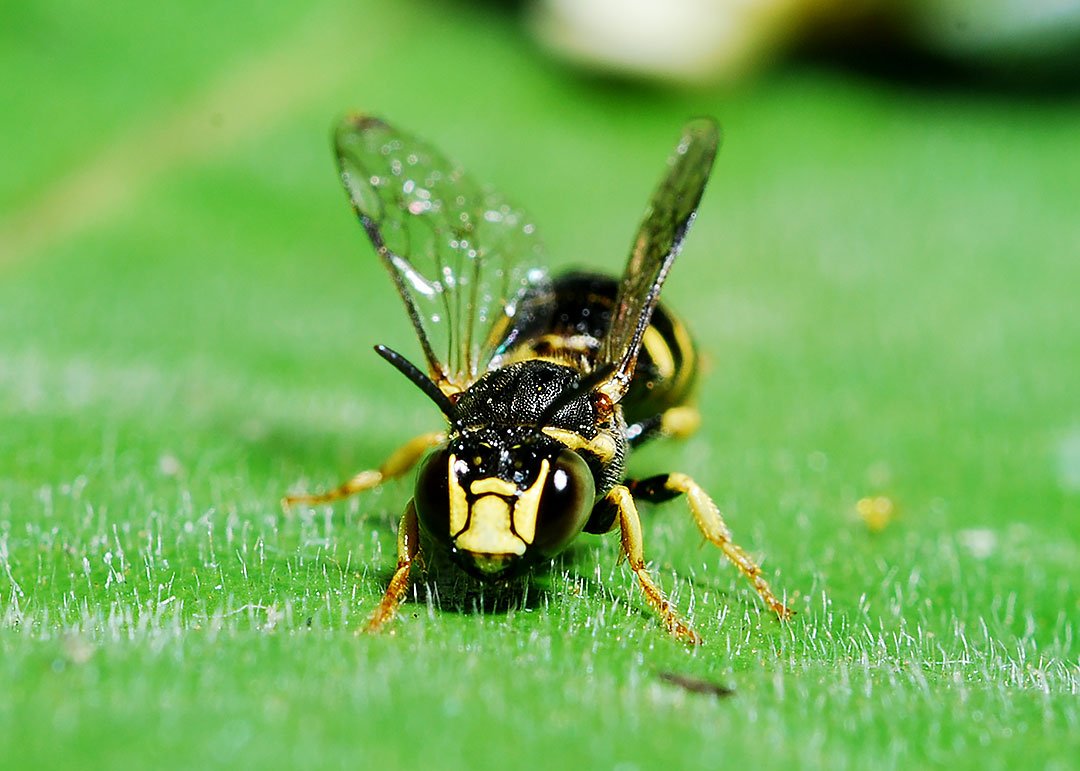 philippine yellow jacket wasp | PeakD