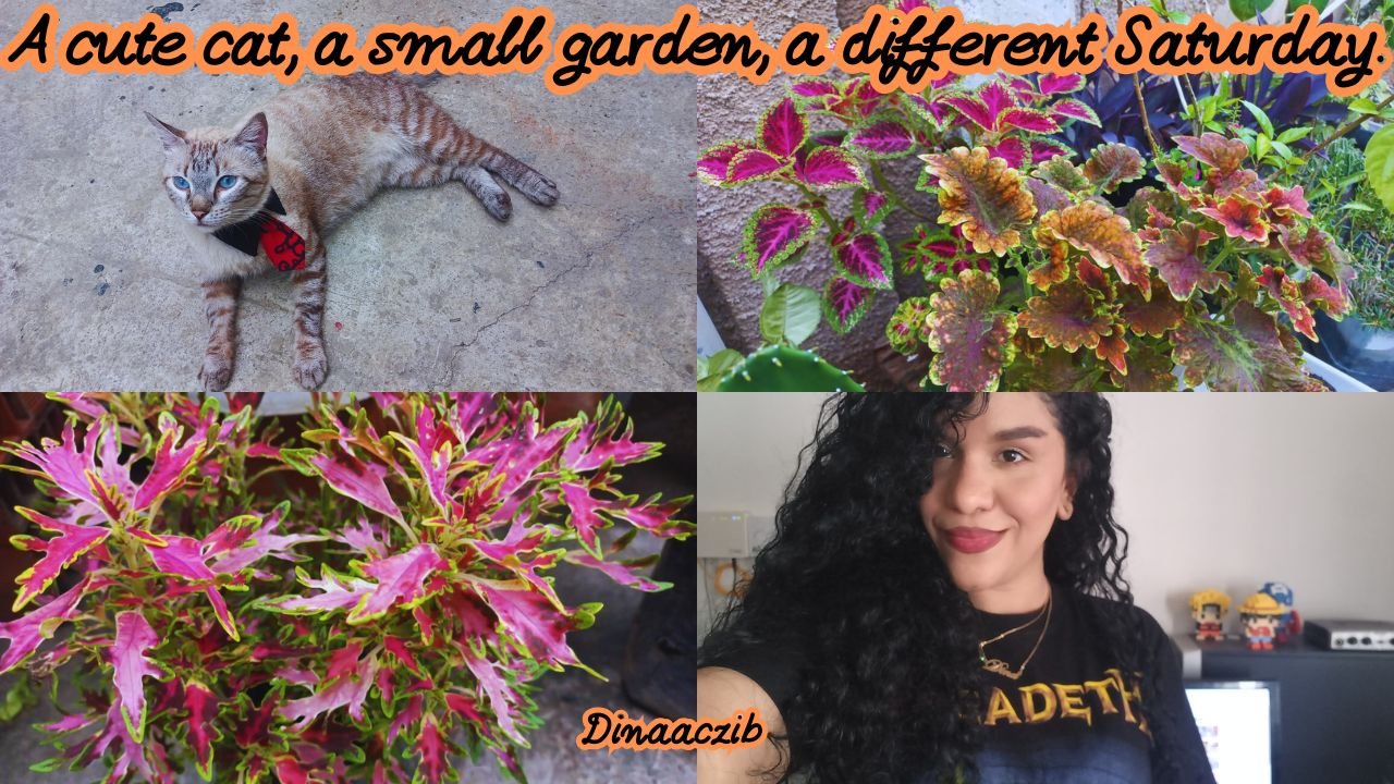 Cute cat, small garden, different Saturday