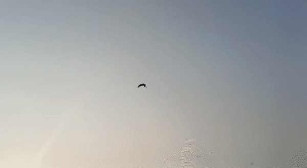 ezgif-1-f7c41270b6.gif