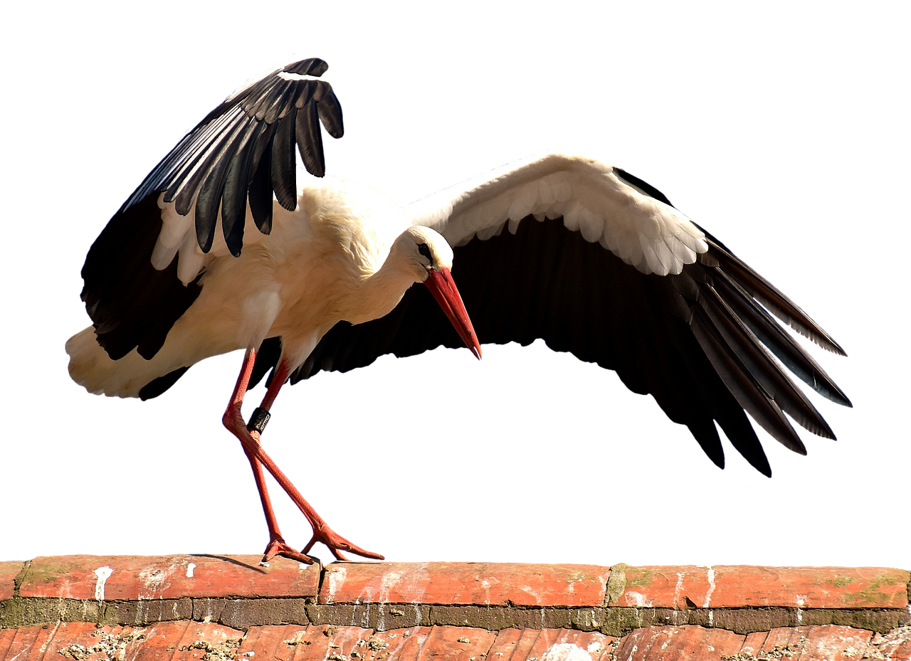 stork2758467_1280.png