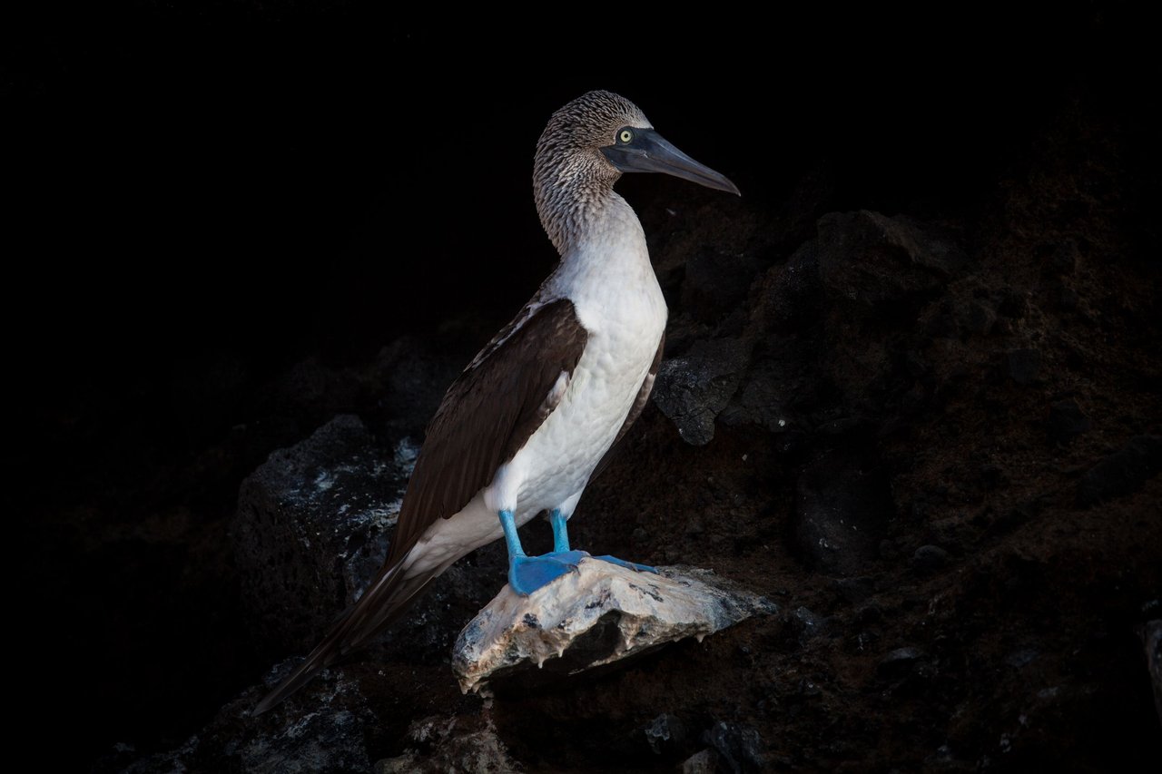 Day 3 Galapagos Tagus  (2 of 25).jpg