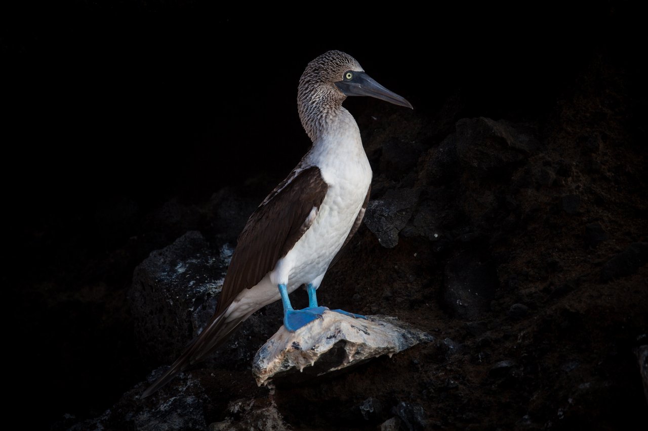 Day 3 Galapagos Tagus  (2 of 25).jpeg