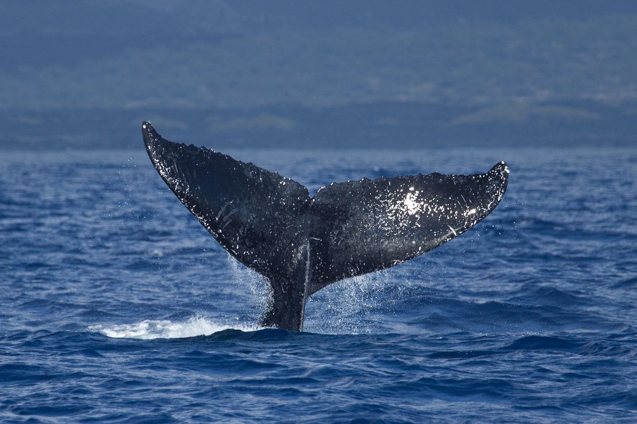 BigIslandWhales (9 of 24).jpg