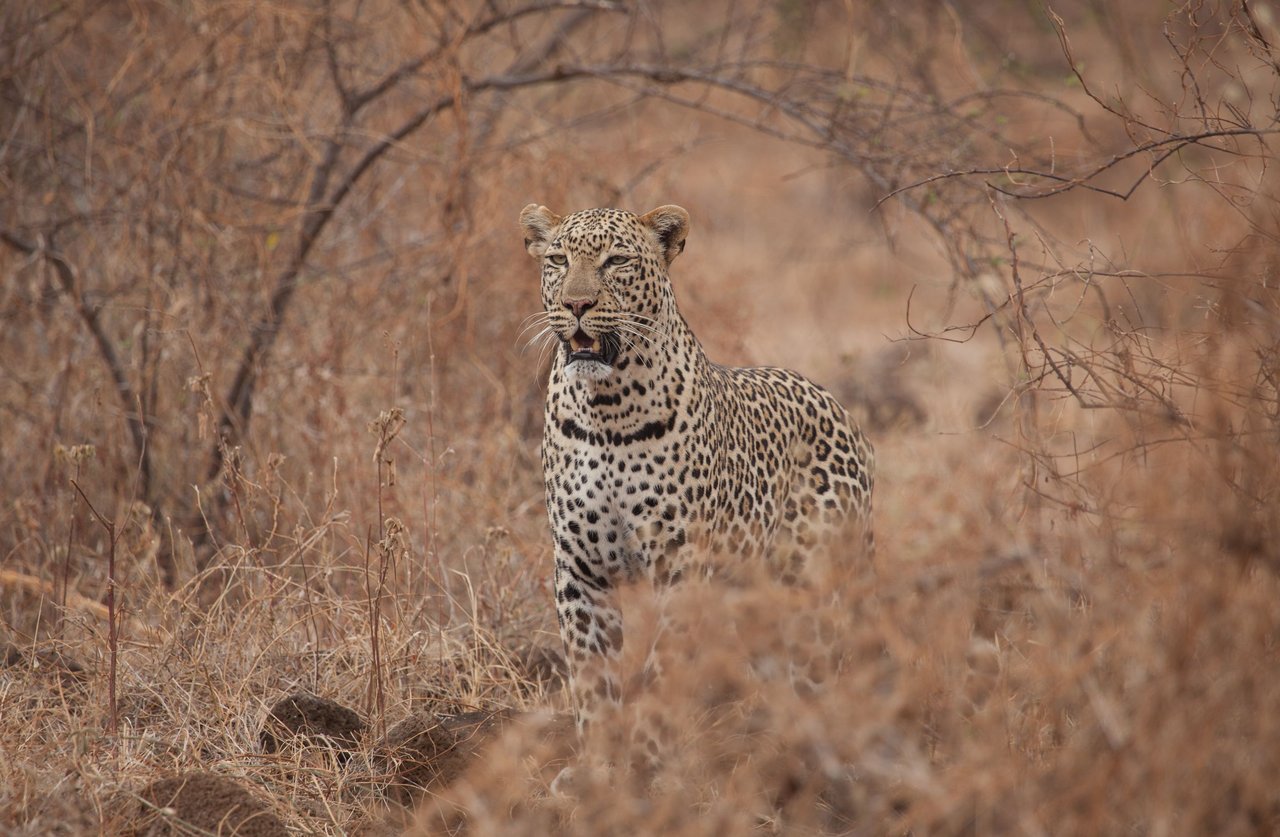 Day3 LeopardPortrait (1 of 1).jpg