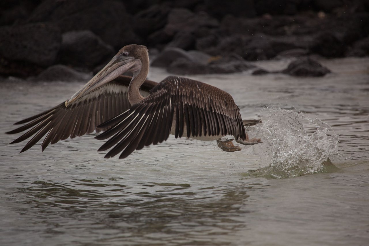 Day 6 Galapagos Purto Ayero (26 of 36).jpg