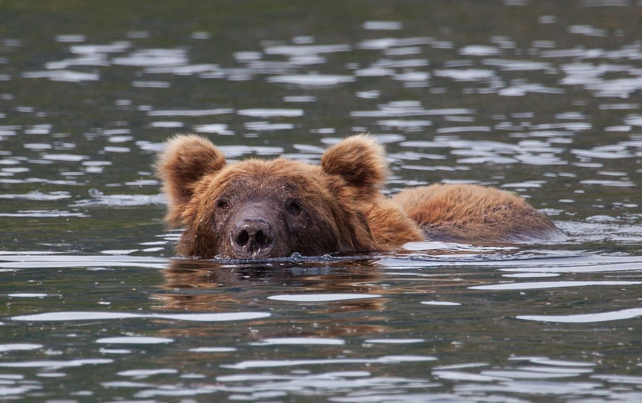 Day 3.2 bears (12 of 27).jpg