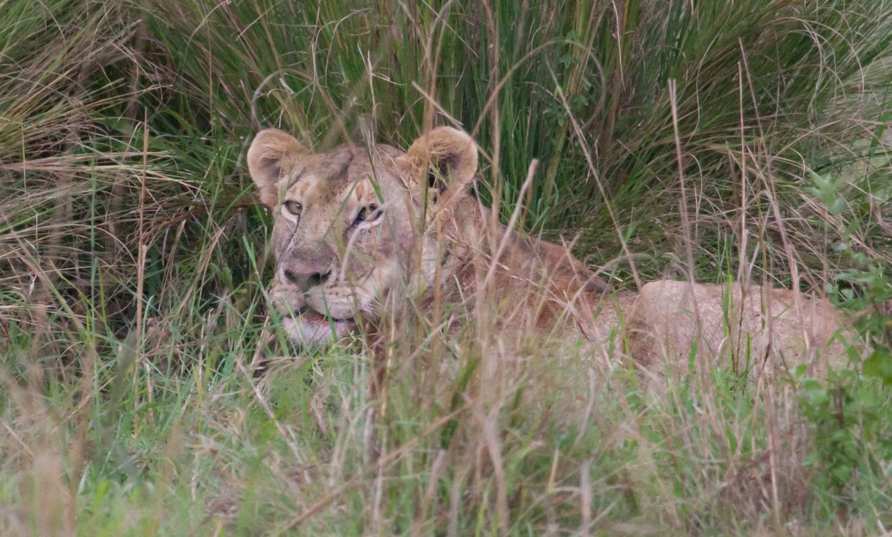 Day9 Mara Lion Safari Late (2 of 4).jpg