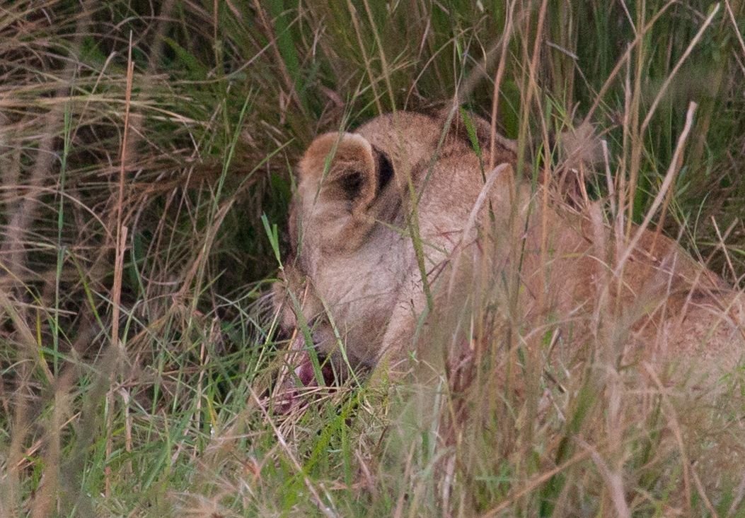 Day9 Mara Lion Safari Late (3 of 4).jpg