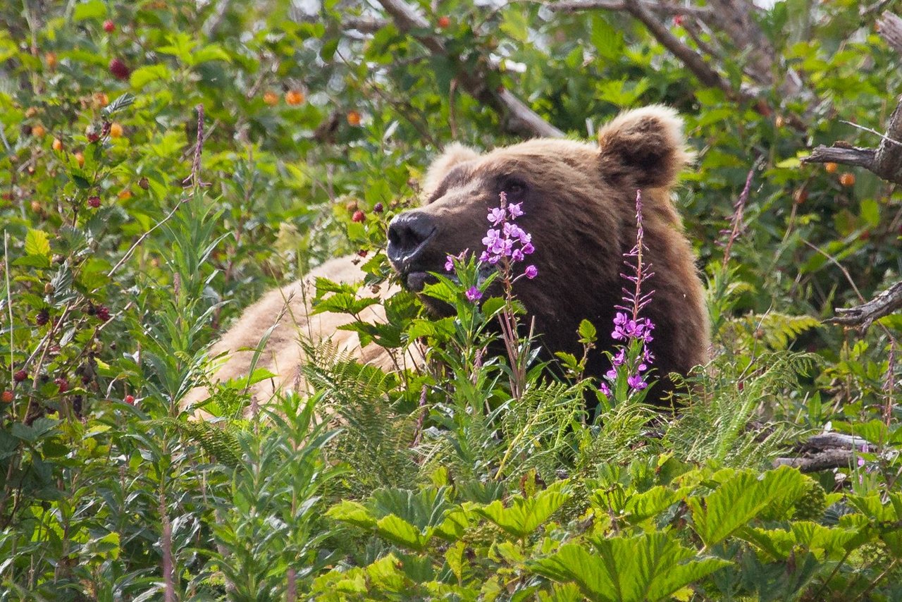 Day 3.2 bears (2 of 27).jpg