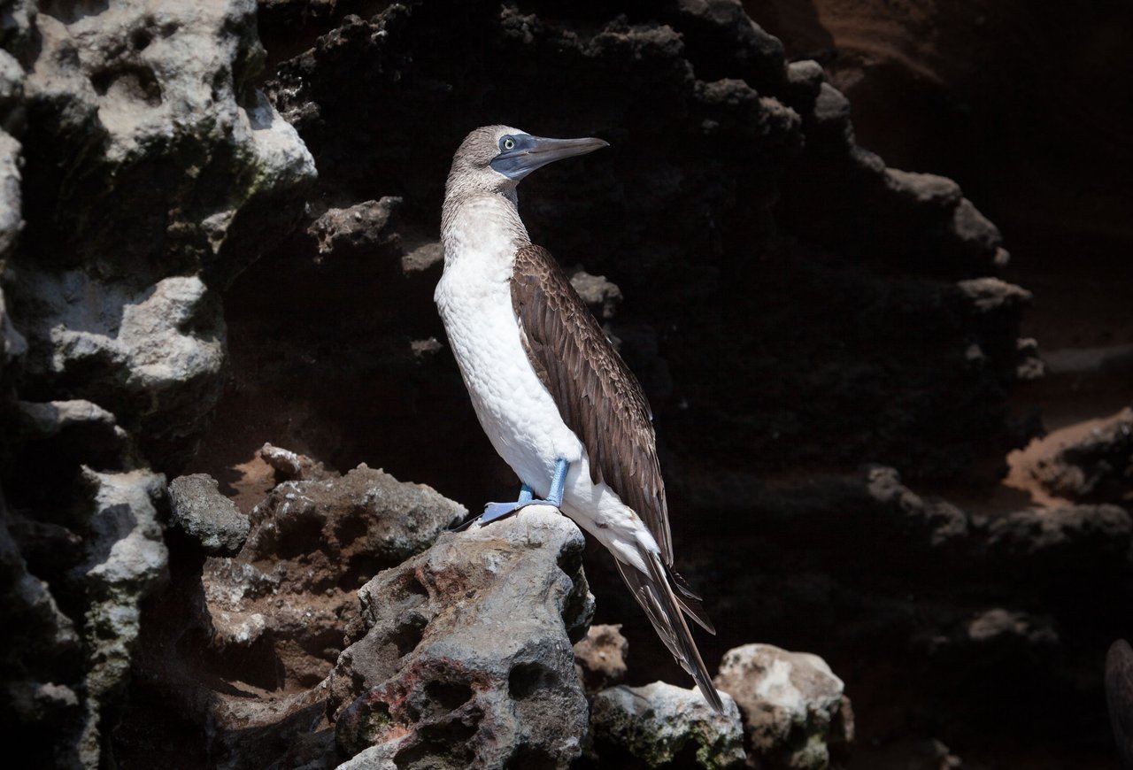 Day 2 Galapagos (8 of 36).jpg