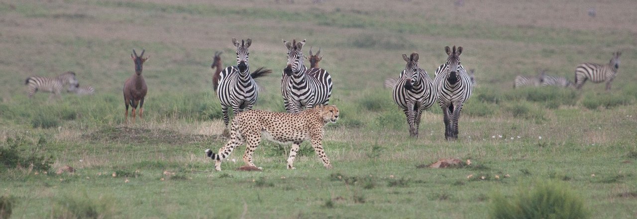 Day10 Serengeti Cheetah&Zebra (1 of 1).jpg