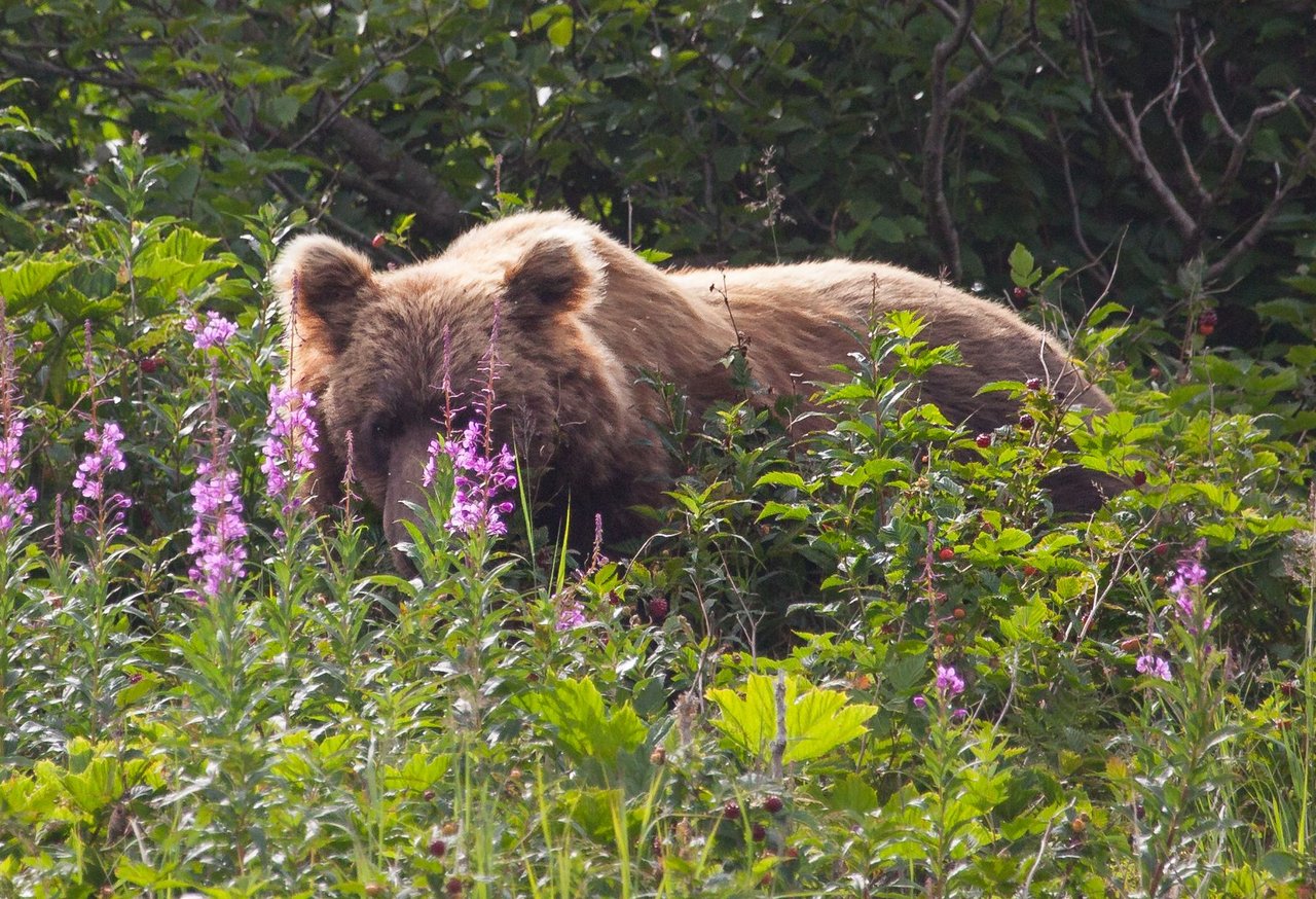 Day 3.2 bears (4 of 27).jpg