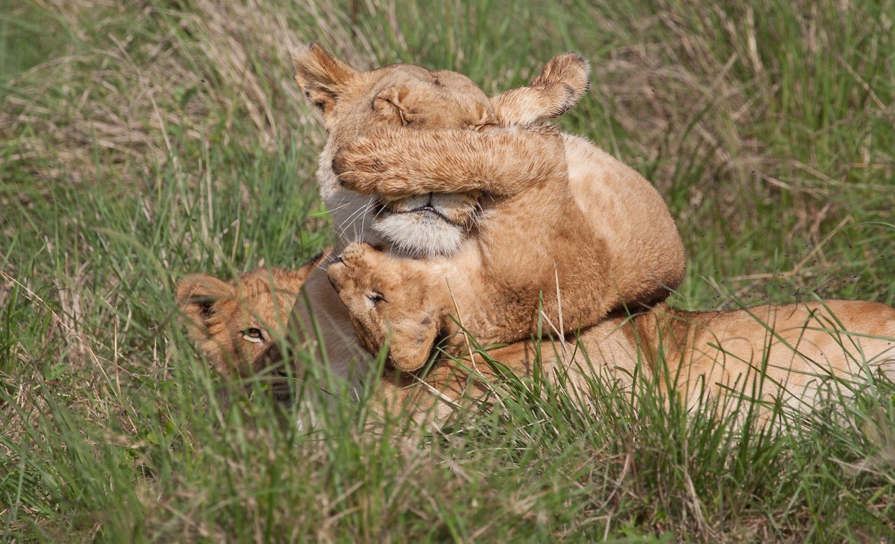 Day9 Mara Lion Safari Early (68 of 98).jpg