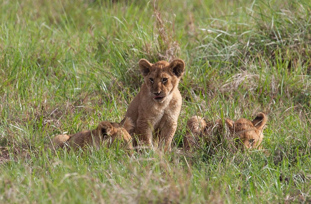 Day9 Mara Lion Safari Early (31 of 98).jpg