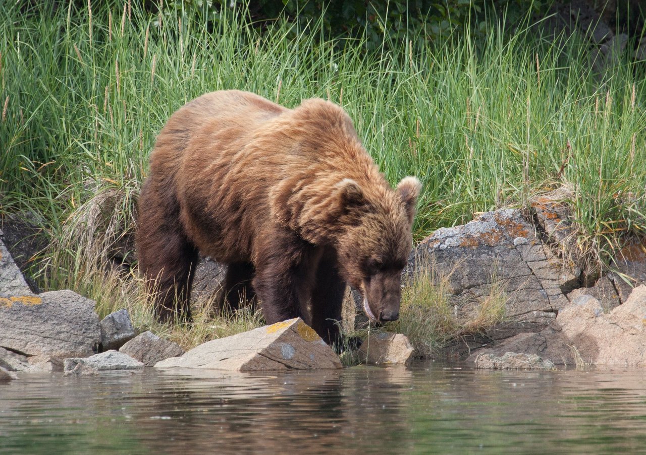 Day 3.2 bears (9 of 27).jpg