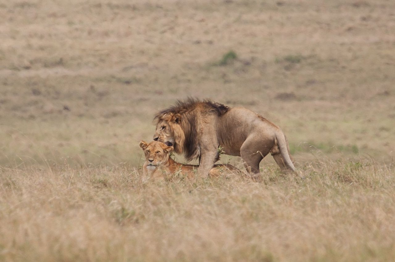 Day9 Mara Lion Safari (20 of 45).jpg