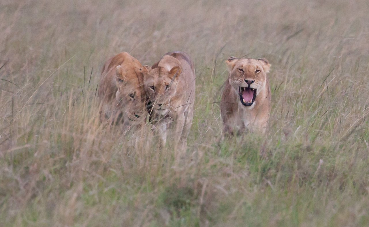 Day9 Mara Lion Safari Night (6 of 11).jpg