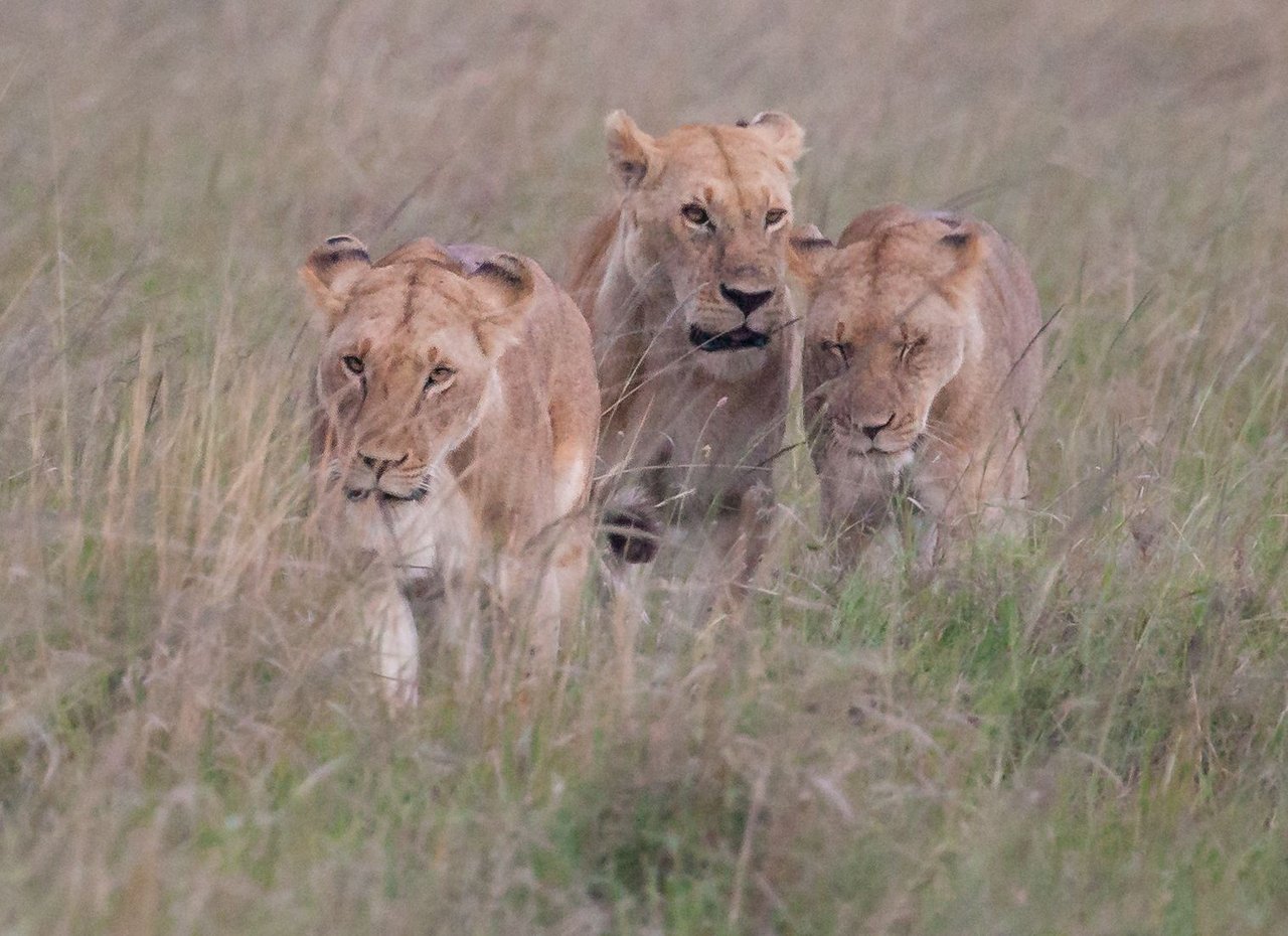 Day9 Mara Lion Safari Night (8 of 11).jpg