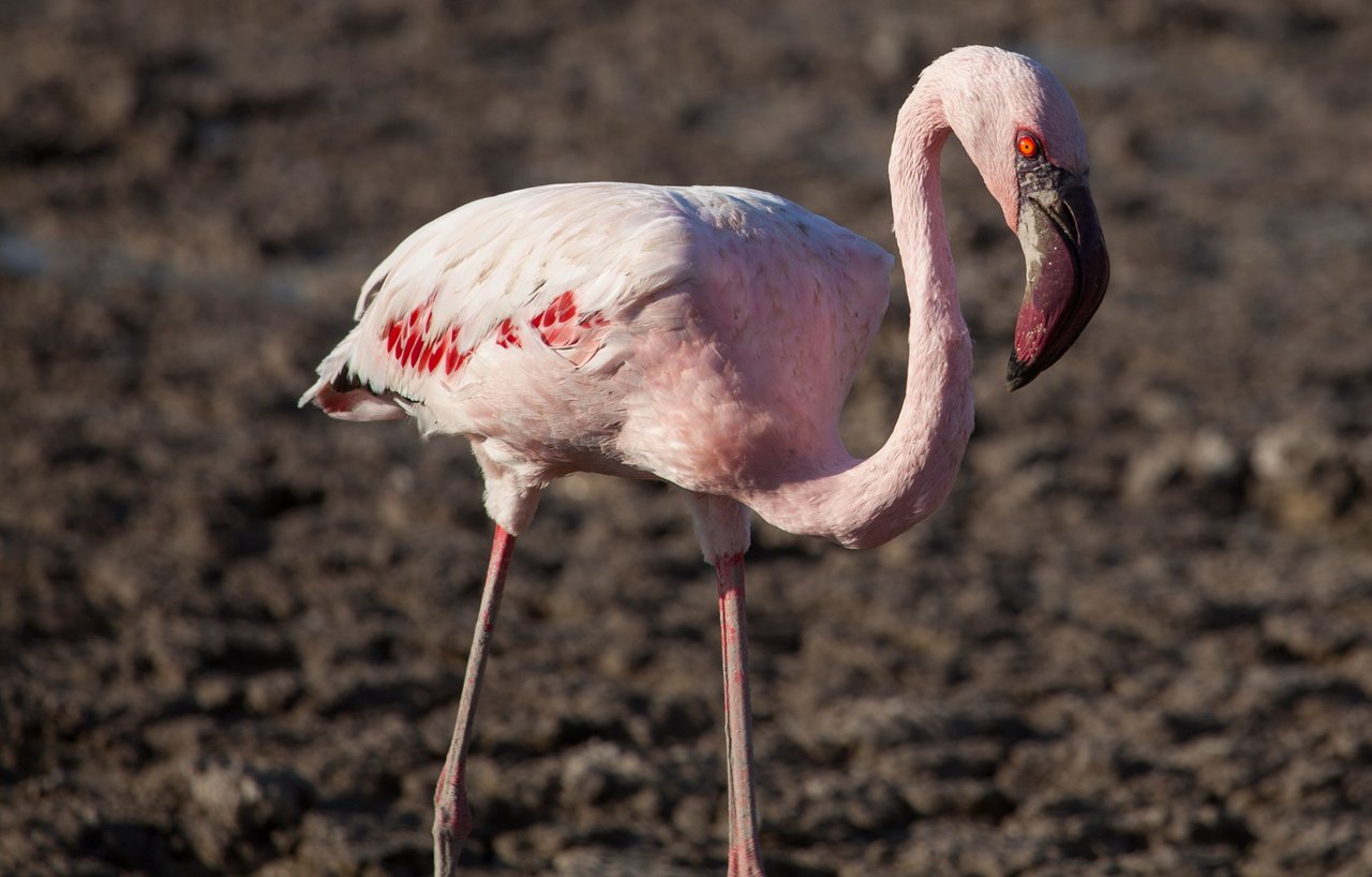 Day6 LateGameDriveAmboseli (6 of 18).jpg