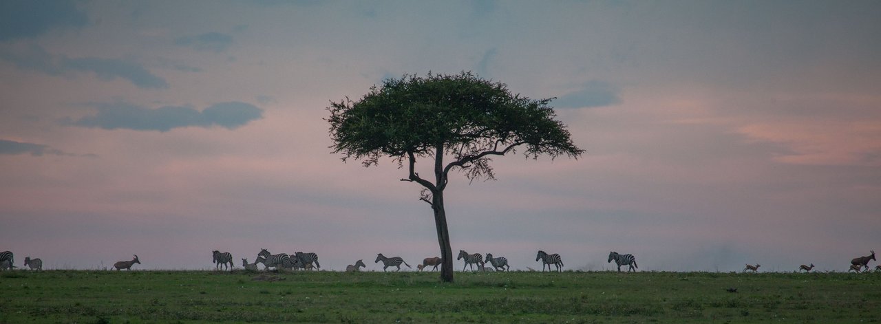 Day12 Serengeti Last (39 of 44).jpg