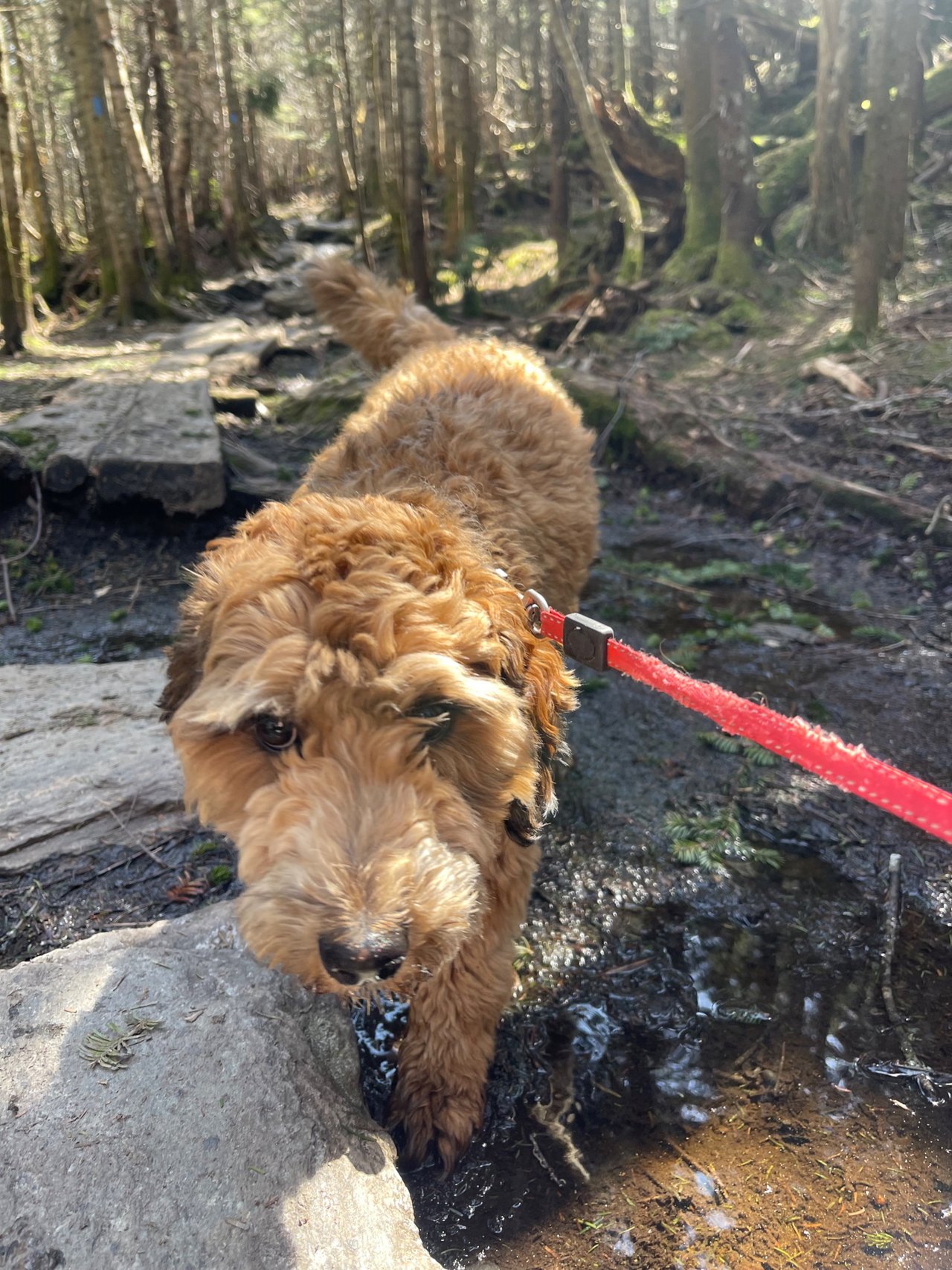 Hiking Smugglers Notch to Sterling Pond with my Puppy