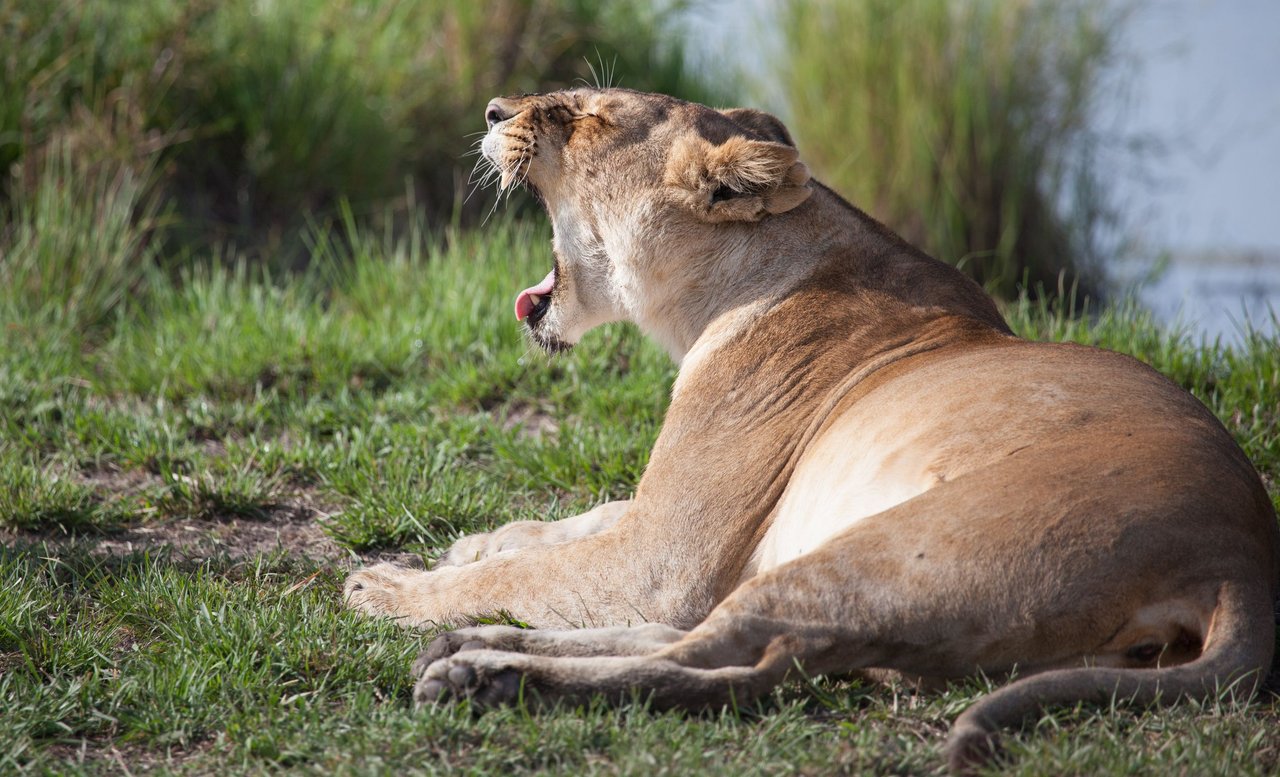 Day12 Serengeti (13 of 28).jpg