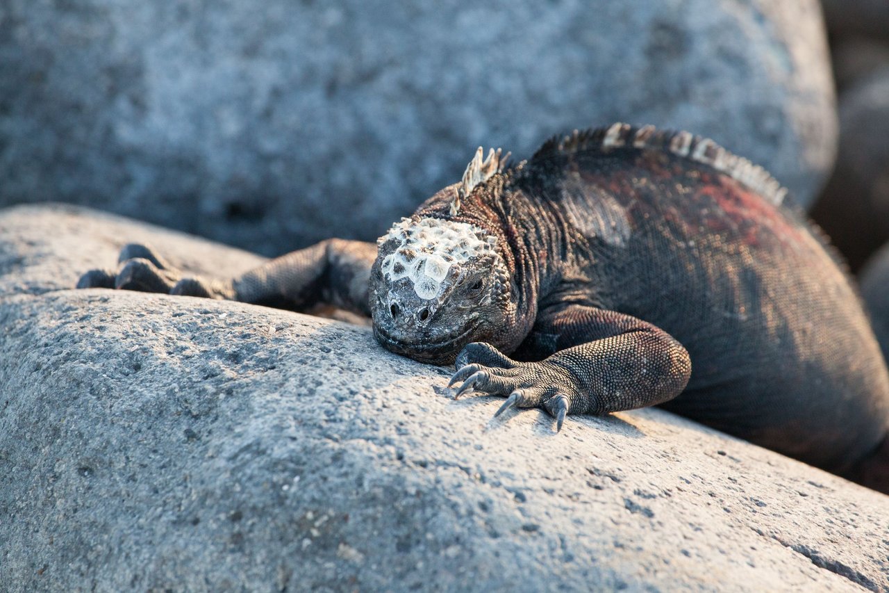 Day 1 Galapagos II (55 of 71).jpg