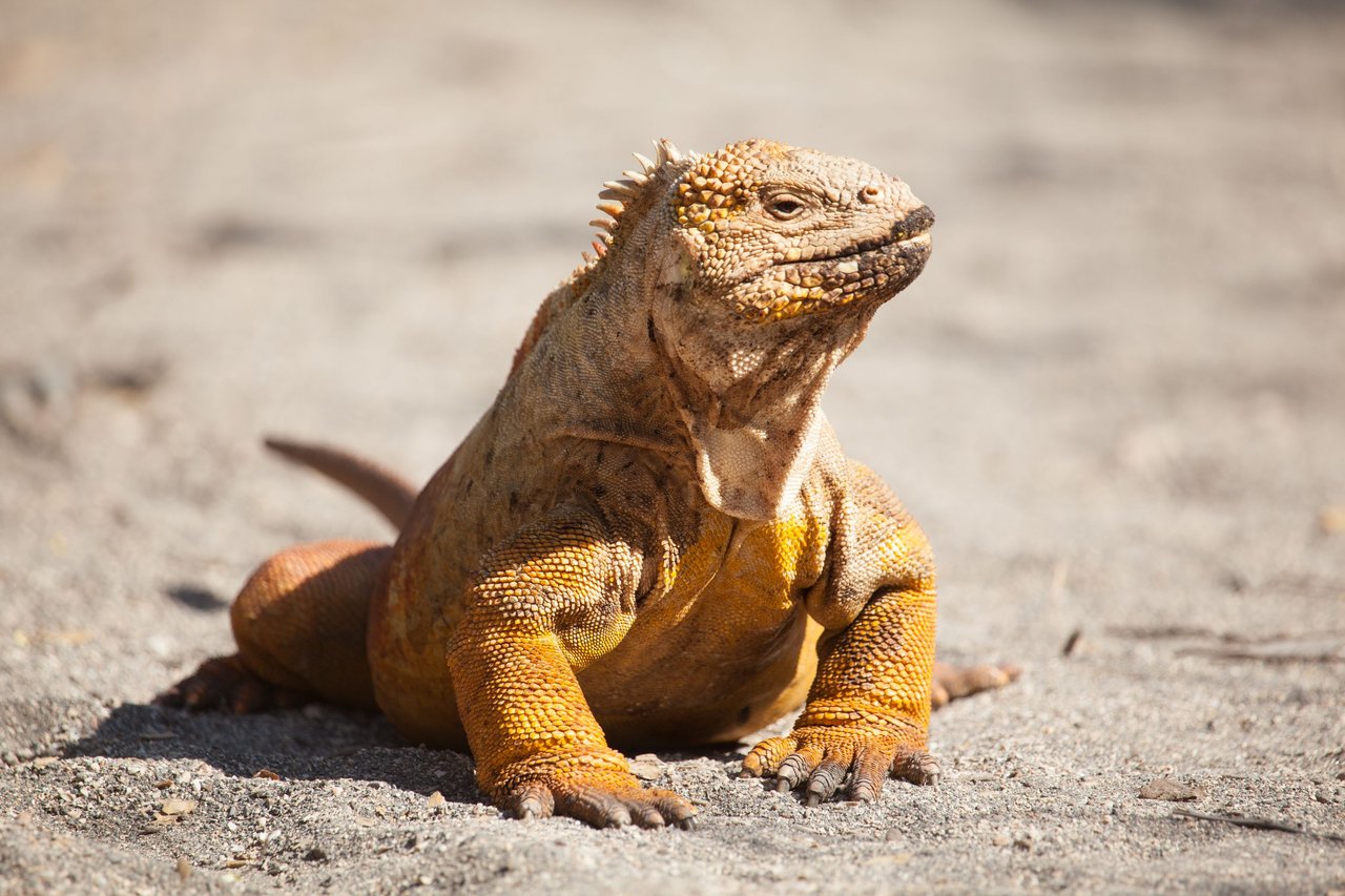 Day 3 Galapagos  (21 of 33).jpg