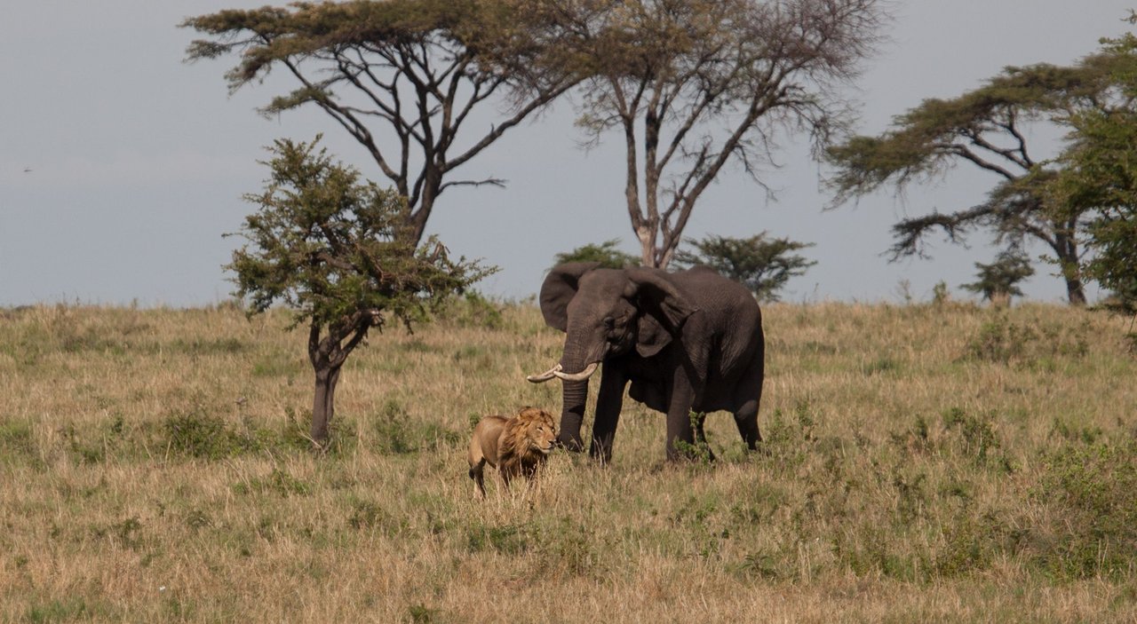 Day12 Serengeti Last (14 of 44).jpg