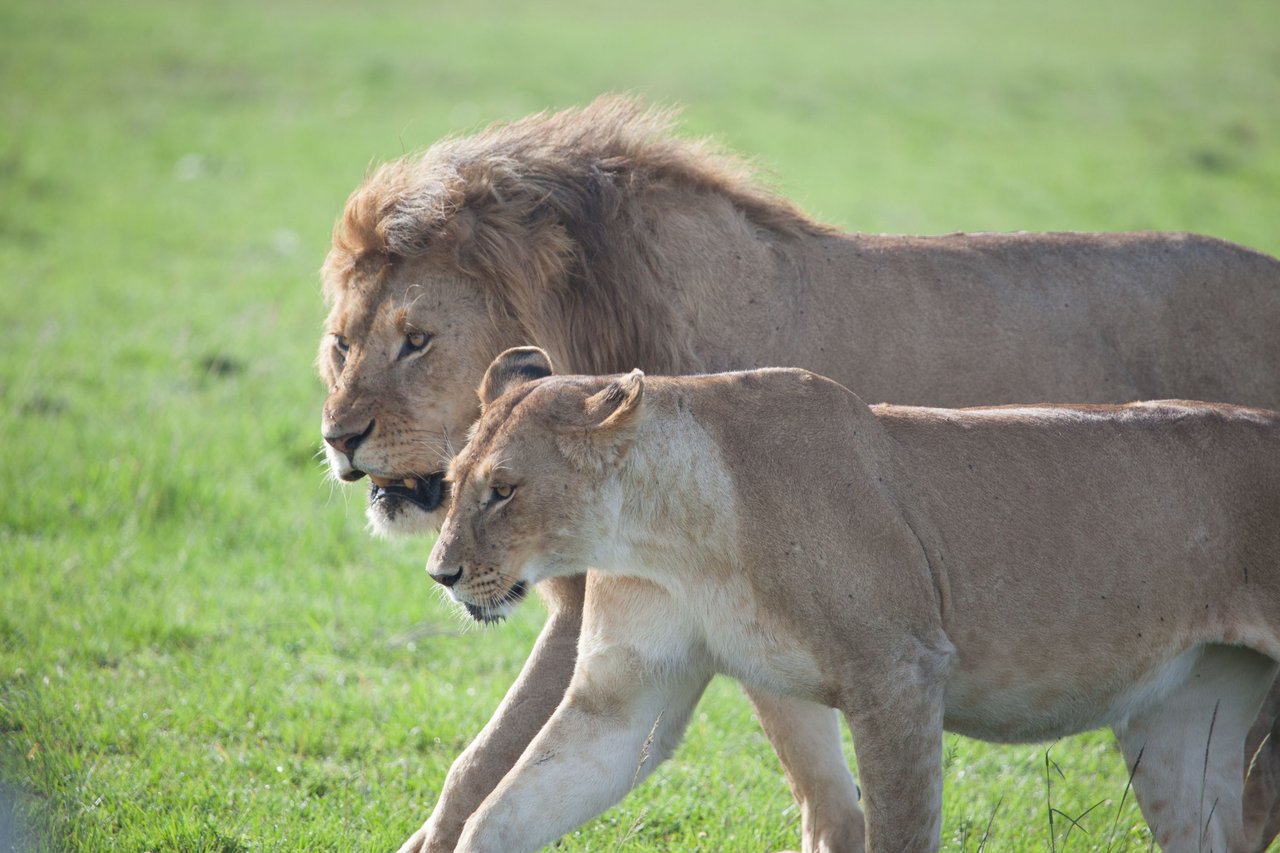 Day12 Serengeti (16 of 28).jpg