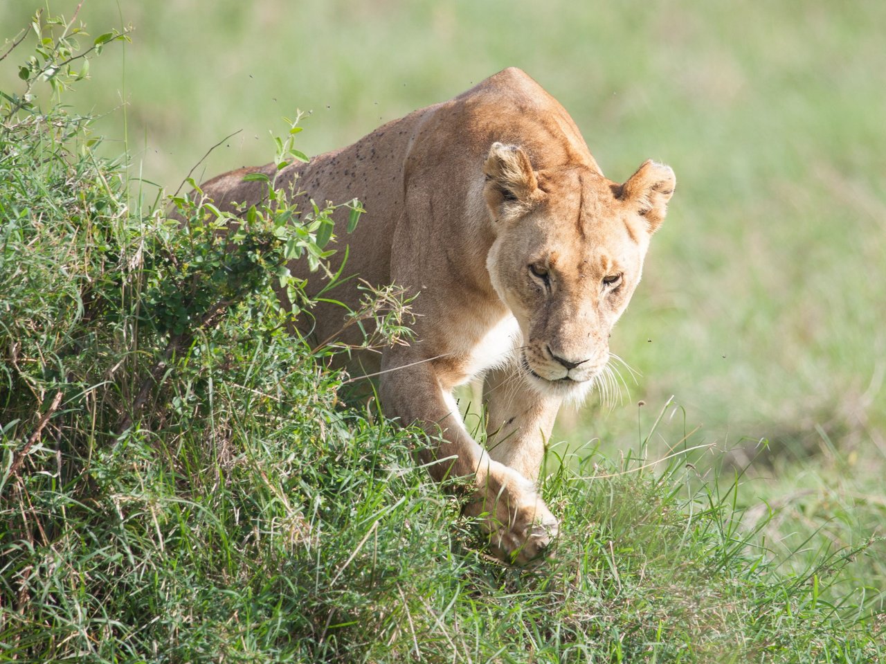 Day9 Mara Lion Safari Early (81 of 98).jpg