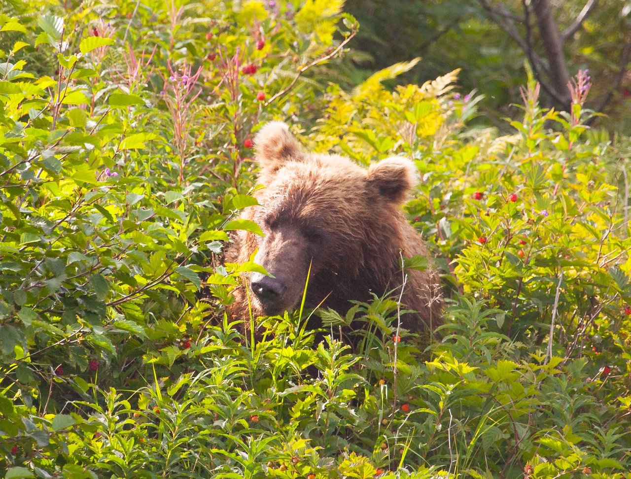 Day 3.2 bears (25 of 27).jpg