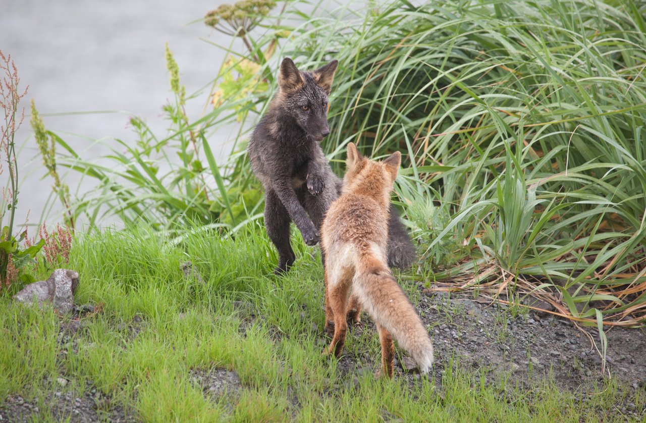 Day 1 foxes (20 of 29).jpeg