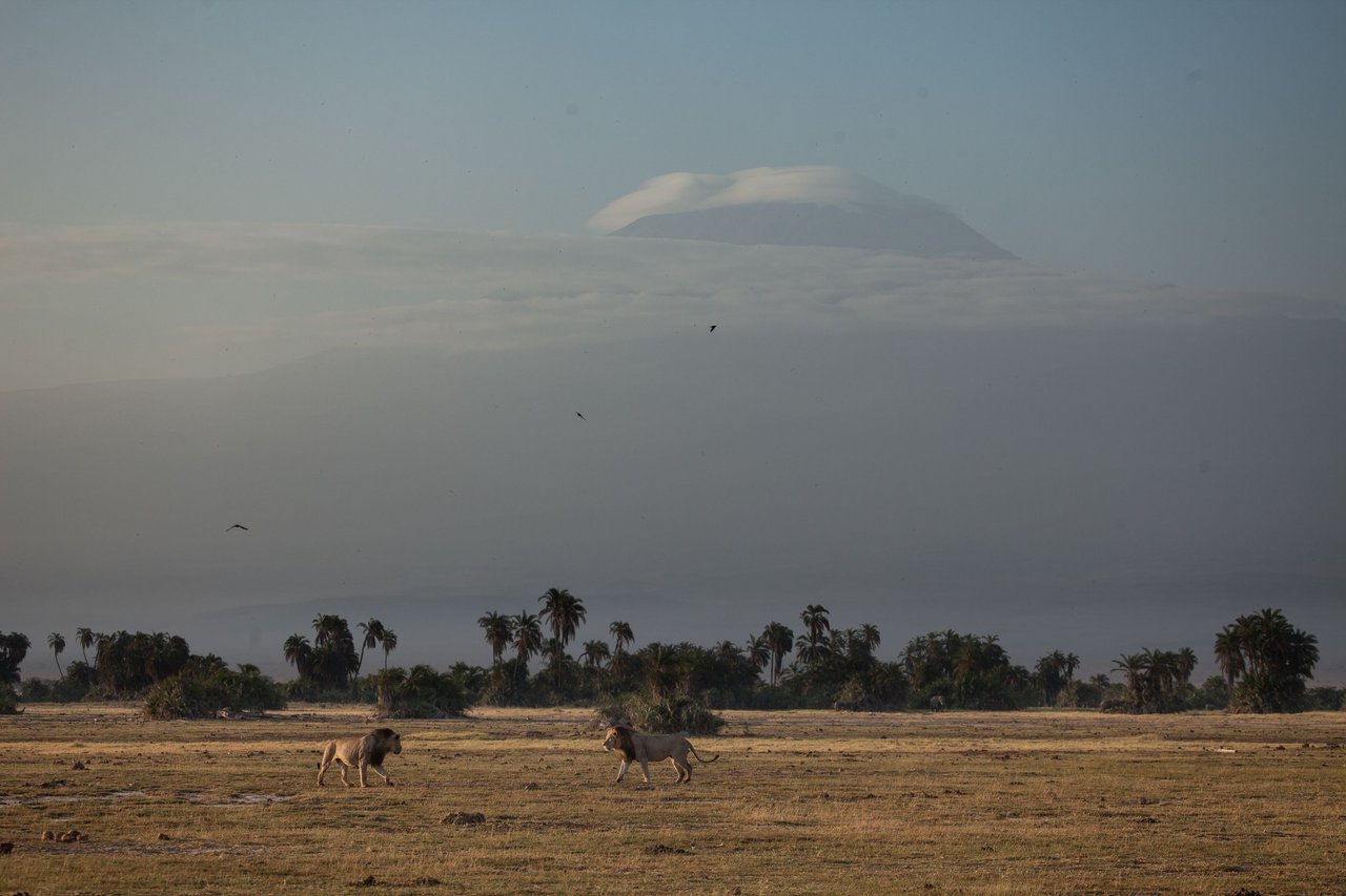 Day 5 Amboseli (22 of 68).jpg