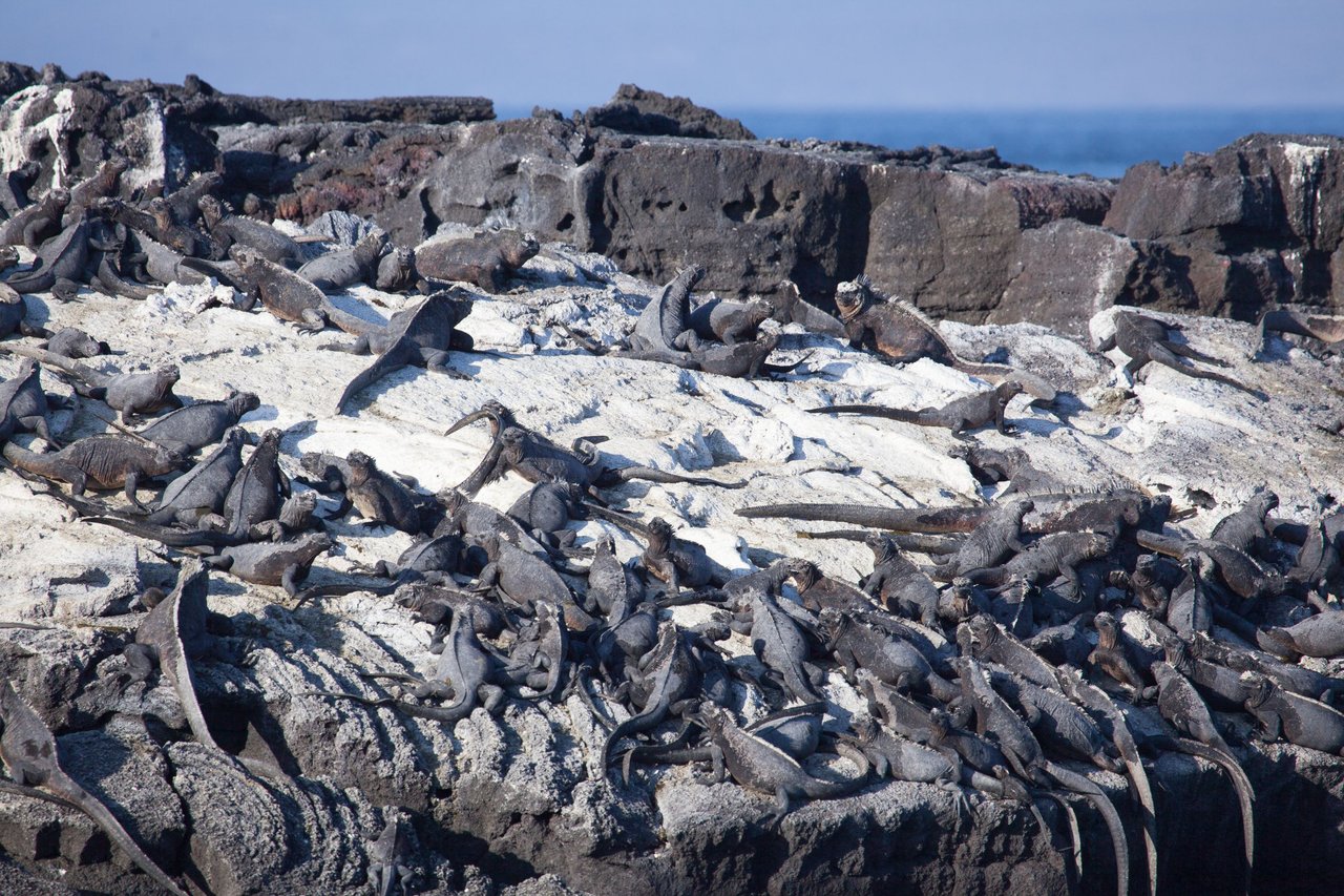 Day 2 Galapagos PM (36 of 48).jpg