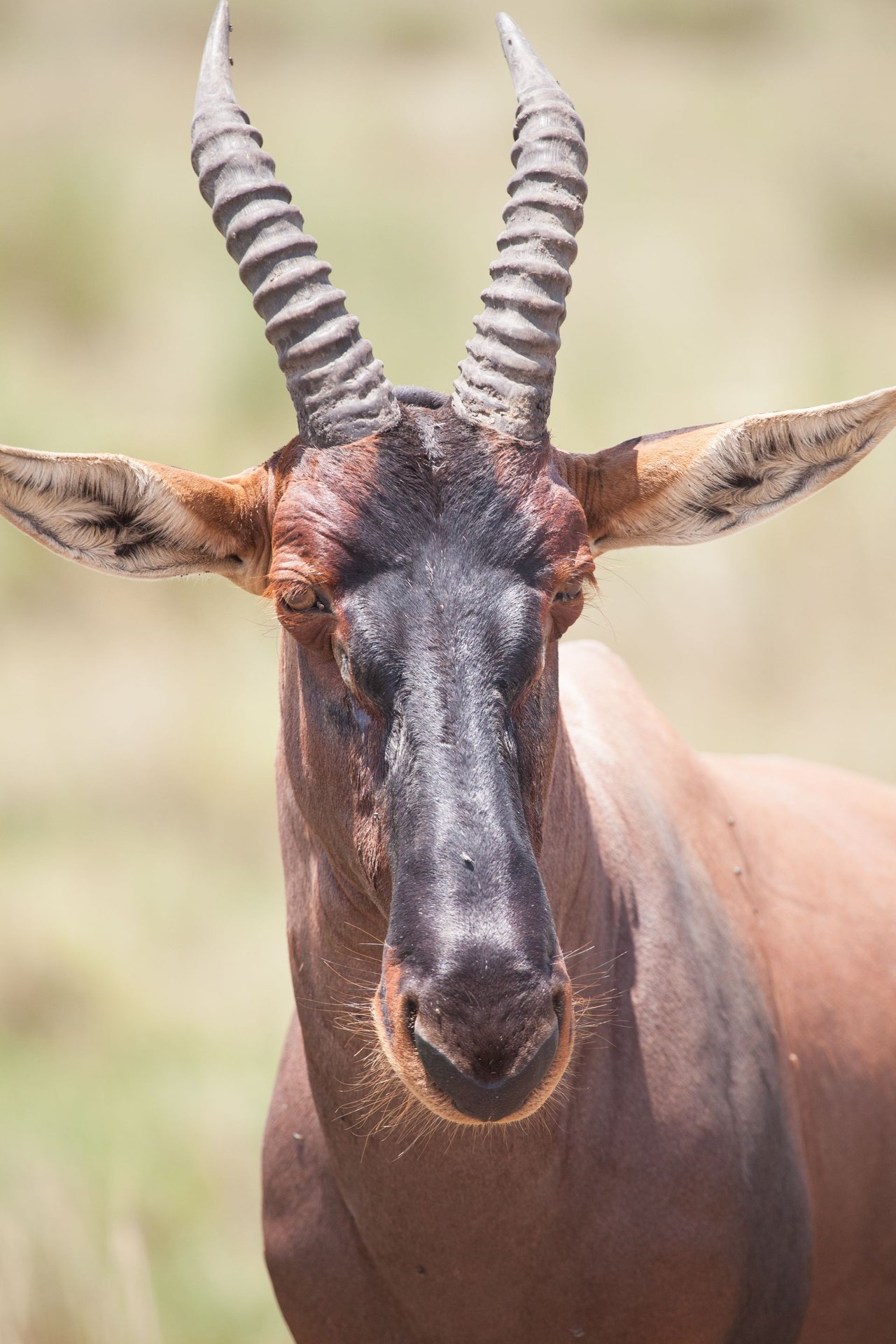 Day8 Mara Big Five Days (13 of 18).jpg