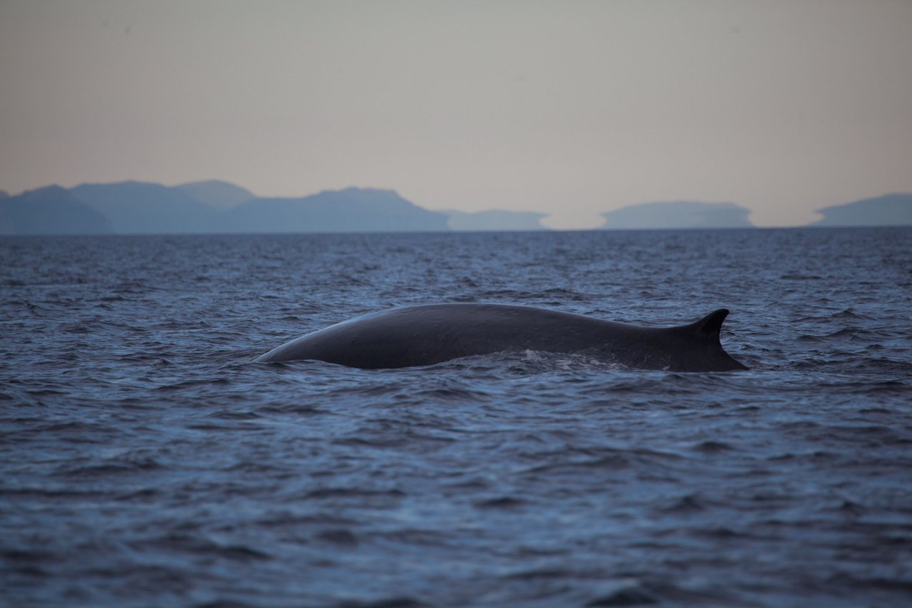Day 3.3 fin whales (3 of 11).jpg