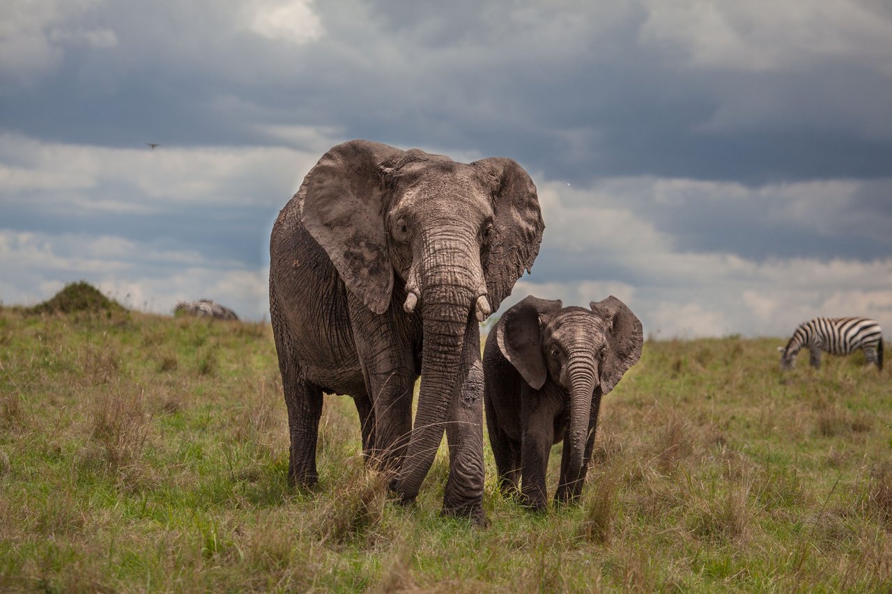 Day12 Serengeti Last (37 of 44).jpg