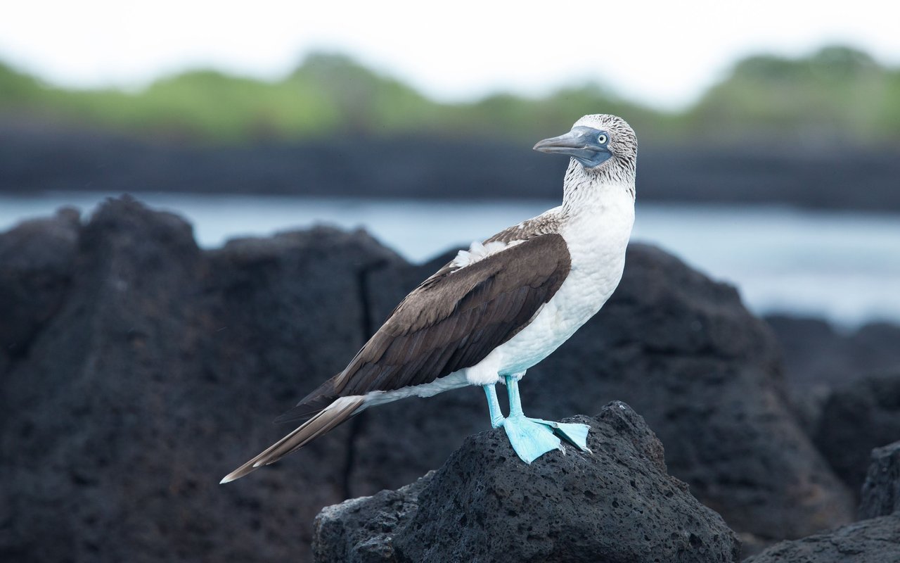 Galapagos Fernandina (17 of 49).jpg