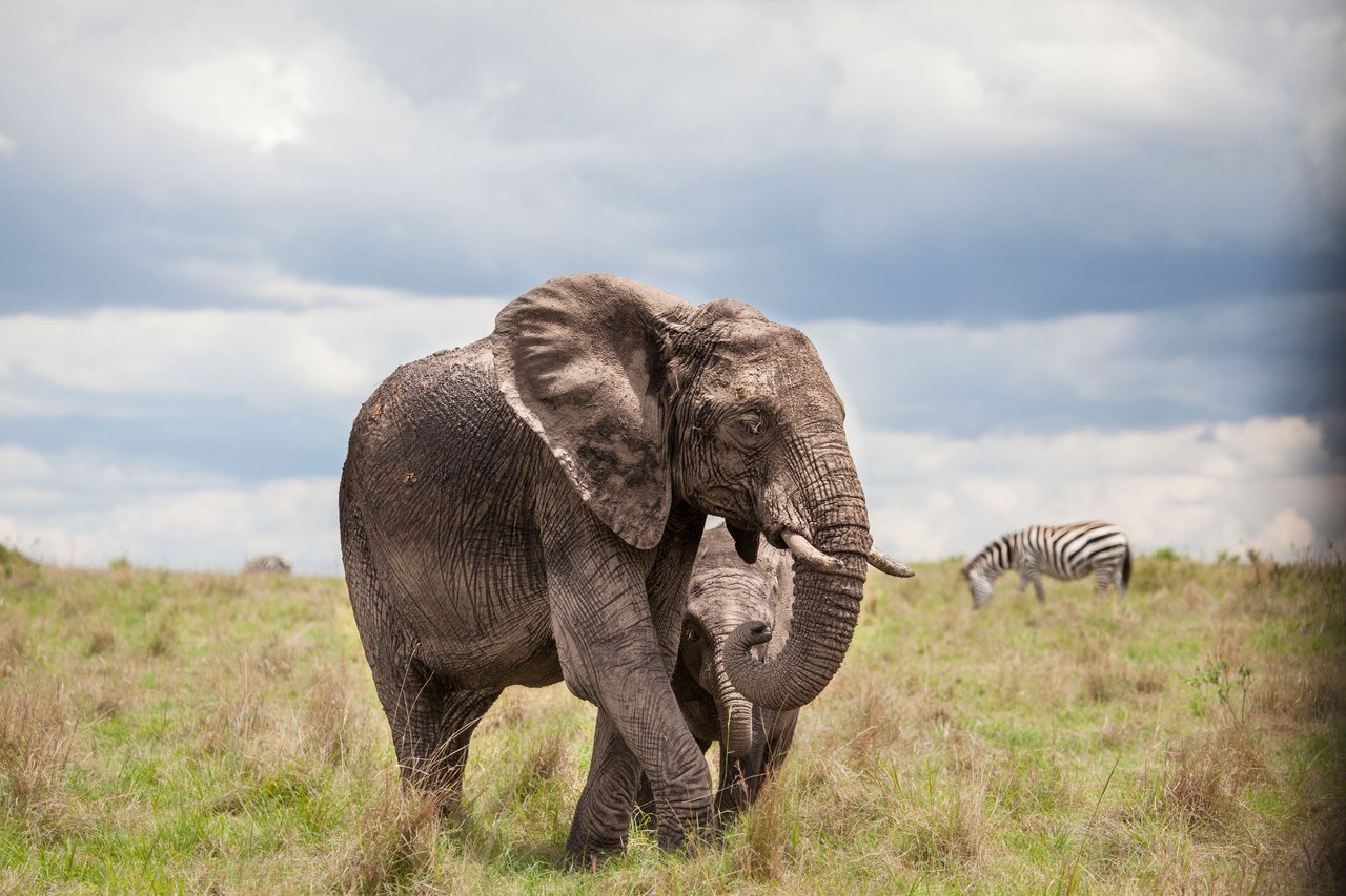 Day12 Serengeti Last (38 of 44).jpg